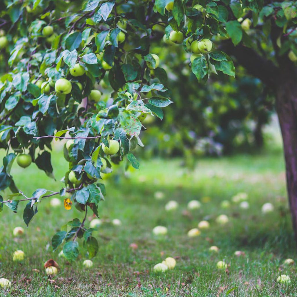decorative image of a orchard