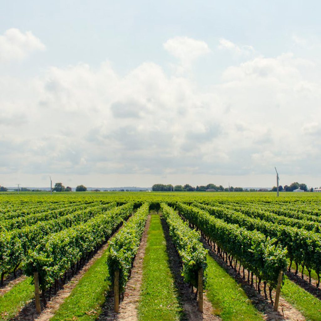 decorative image of a vineyard