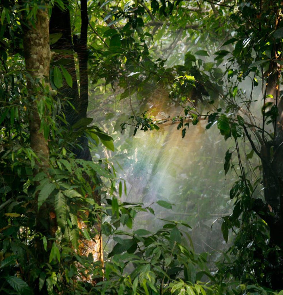 forest